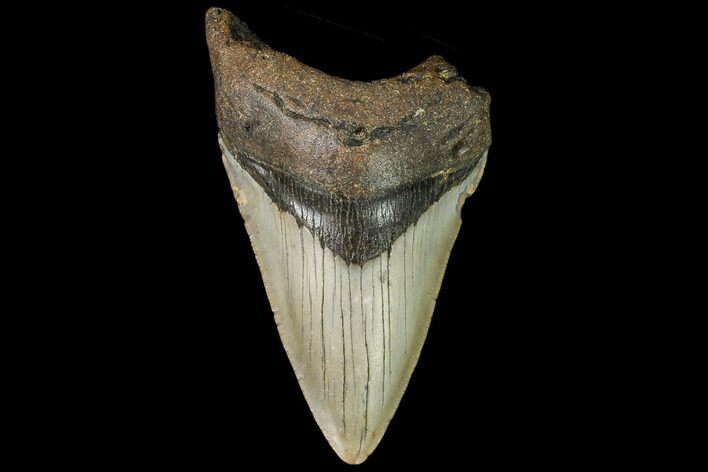 Fossil Megalodon Tooth - North Carolina #109533